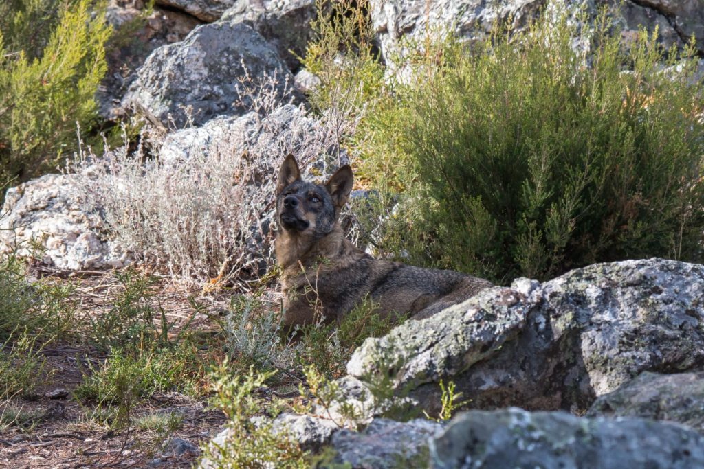 spanish wolf (3)