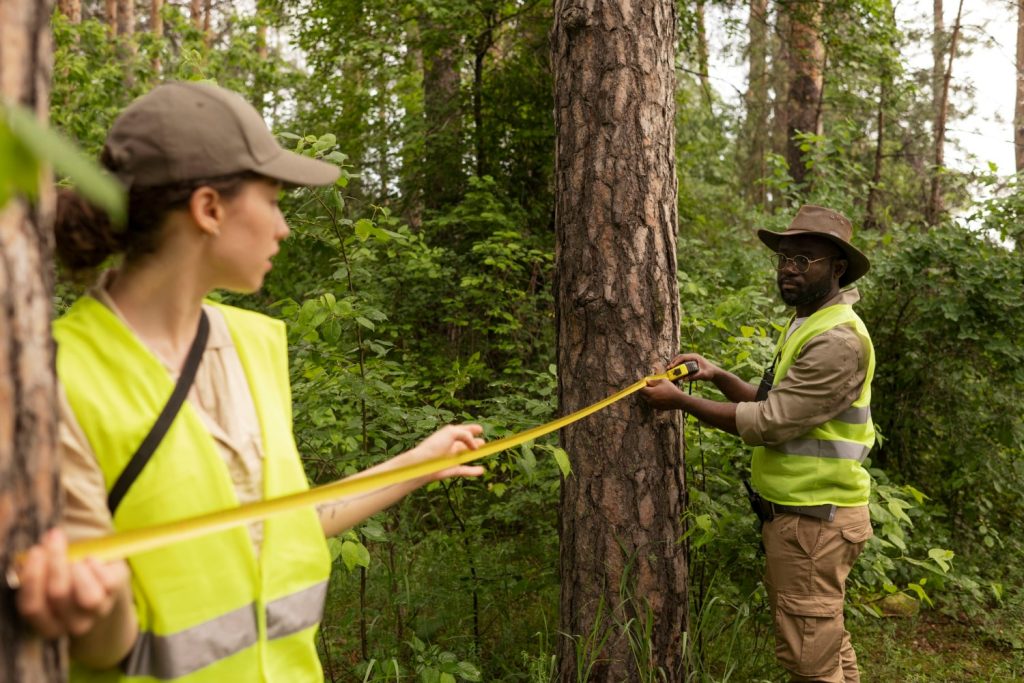 Gestión Forestal Sostenible